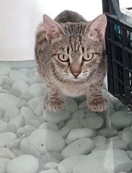 Lieber FIV Bobo sucht seine Familie - Margetshöchheim