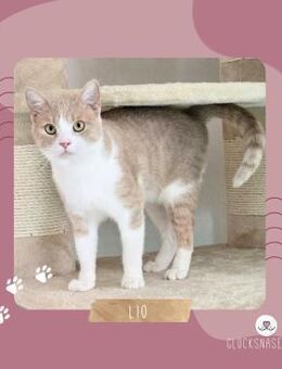 Kater Lio möchte Deine Welt erobern - Lalendorf