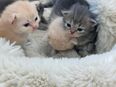 Britisch Langhaar Katzenbabys in 8406