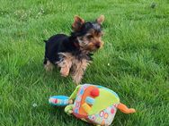 Yorkshire-Terrier Welpen, sofort abgabebereit, reinrassig mit Ahnentafel - Garrel