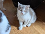 Britisch Kurzhaar und britisch Langhaar Kitten - Osterode (Harz)