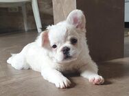 Nun bin ich allein letzter French Fluffy Bub - Aken (Elbe)