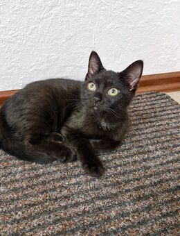 Kater sucht ein zuhause - Bochum