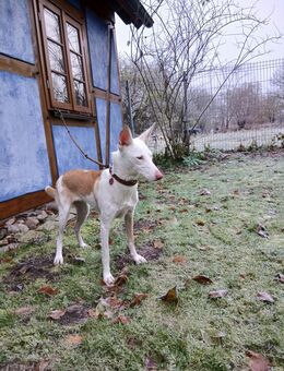 Suki sucht Familienanschluss für Unternehmungen - Ueckermünde