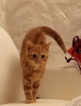 1rote Kitte aus Main Coon undTempelkatze - Lilienthal