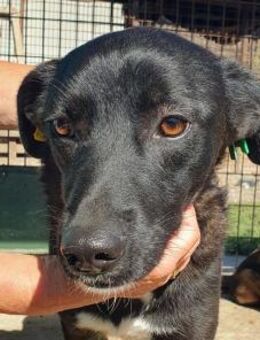 LUCIANA-elegante, hübsche Hündin, 54 cm - Rösrath