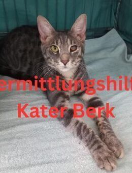 Vermittlungshilfe Kater Berk - Rinteln