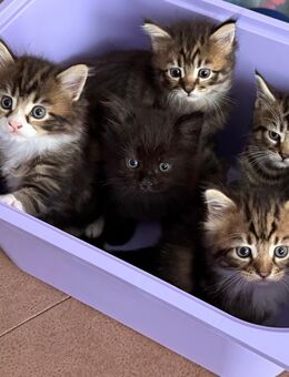 Maine Coon Mix Kitten - Magdeburg