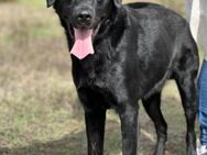 Marega - Labrador Retriever - Mix - Untergruppenbach