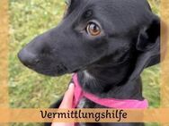 Verkuschelte zarte VESNA sucht Zuhause❤️ - Saarbrücken