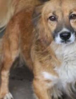 Buddy - klein aber Oho 🐾 - Elsdorf (Nordrhein-Westfalen)