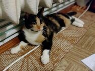 Mirry wartet seit 2 Jahren auf Sie - Ingolstadt