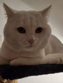 BKH Deckkater - Erwitte