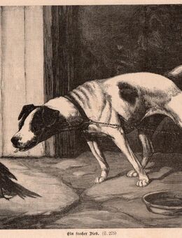 Grafik : Ein frecher Dieb ., Rabe und Hund , Blatt 25cm x 17,5cm , M7 - Görlitz