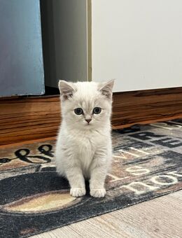 Kitten (BKH) - Treuchtlingen