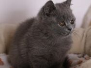 Süsses Britisch Kurzhaar BKH Mädchen Kätzin Kitten in blau aus liebevoller Aufzucht zu verkaufen - Poppenhausen