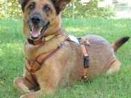 AMY-MA - bezaubernde Hundedame - Betzenstein