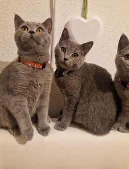 BKH 2 Kater & 1 Katze suchen ein liebevolles zuhause - Garbsen