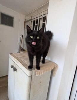 Bruce Wayne - Kampfschmuser - Bochum