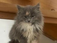 Reinrassige Mainecoon Kitten suchen neues zu Hause - Steinebach (Wied)