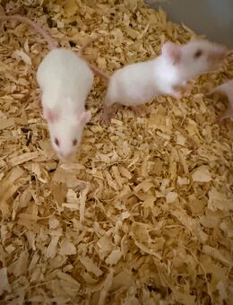 Biete meine jungen Mäuse zur abgabe - Krefeld