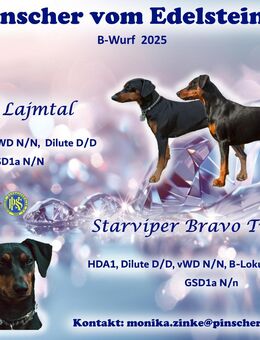 Deutscher Pinscher Welpen schw/r, PSK/VDH Zucht, Ahnentafel, B-Wurf, geb. 02.08.2025 - Wesseling