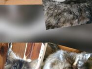 Norwegische Waldkatzen Kitten♥️ - Baumholder