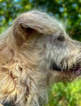 LITTLE BOOMER - aktiv und spielfreudig - Seggebruch