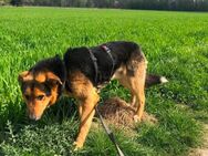 Super schicker schäfermix - Wassenberg