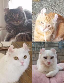 RARITÄT ! American Curl Langhaar Jungkatzen - Mosbach