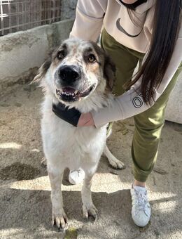 Gute-Laune-Hund 🐾❤️ PIPPIN - Eichendorf