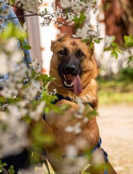 Freundlicher Waldaj sucht sein Zuhause - Duisburg