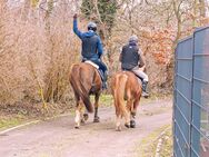 Reitbeteiligung zu vergeben - Klein Bünzow