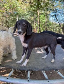 Flavia möchte Tierheim verlassen - Schwabach