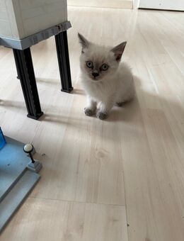 BKH kitten - Gladbeck Zentrum