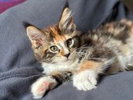 Reserviert - Süße Main Coon Katze, geimpft, entwurmt, gechipt, darf in eine neue liebevolle Familie umziehen - Leuna