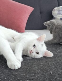 Süße Britisch Kurzhaar Mix Katze - Worms