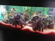 180 l Aquarium/Juwel mit Zubehör und Fischen zu verkaufen. - Magstadt