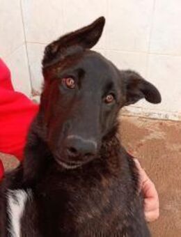 NICO - aktiver und kluger Begleiter! - Sulzbach-Laufen