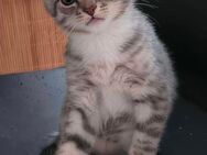 BKH Kitten Katzenbabys Tierarztcheck Impfpass - Hattingen