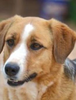 Rica - überlebt - gewartet - vertraut .. - Mettmann