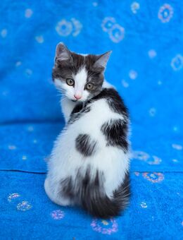 Noch 1 weibliches Kitten Katzenbaby Katzen - Schwarzenbek