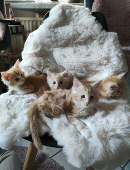 Maine Coon Kitten - Gemünden (Felda)