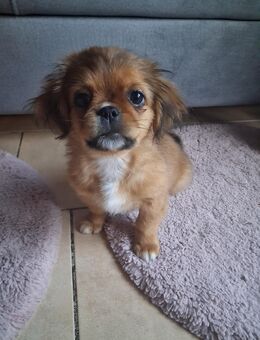 Welpen zu vergeben - Hesel