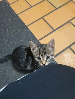 Kitten zuverkaufen - Oberhausen