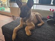 Schäferhund Malinois Welpe - Rheinberg