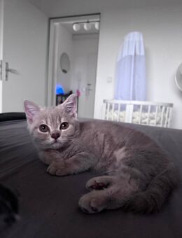 Süße BKH Kitte - Ulm