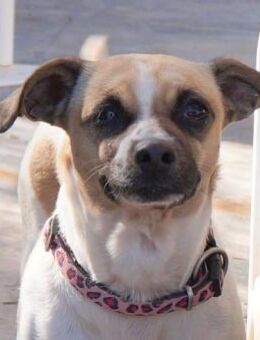 Sisi, geb. ca. 01.01.2019, ca. 28 cm - Lünen