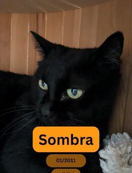 SOMBRA, w., kastr., EHK, geb. 01/2011 - Sipplingen