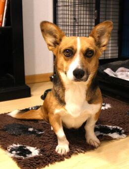 Tanja Corgi Beagel Mix 3 Jahre 30 cm - Finning